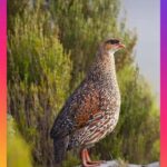 Addis Ababa: 8-Day Bale Mountains & Maze Park Wildlife Tour - FAQ