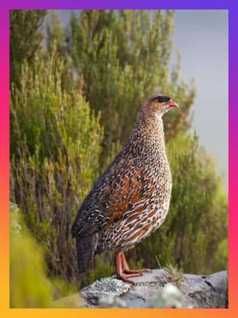 Addis Ababa: 8-Day Bale Mountains & Maze Park Wildlife Tour - FAQ