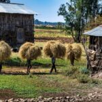 Addis Ababa Day Trip to Debre Libanos - The Experience in Detail