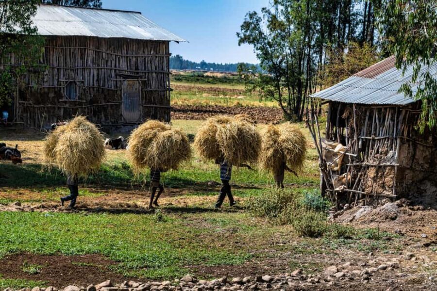 Addis Ababa Day Trip to Debre Libanos - The Experience in Detail
