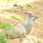 Addo big 5 tour - The Experience of Guided Wildlife Viewing