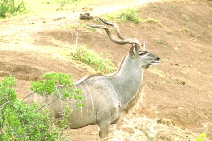 Addo big 5 tour - The Experience of Guided Wildlife Viewing