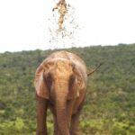 addo big five tour - What to Expect on the Tour