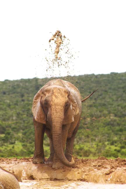 addo big five tour - What to Expect on the Tour