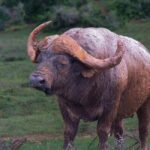 Addo Elephant Full Day Safari / Shore Excursions - Authentic Voices: Insights from Guest Reviews