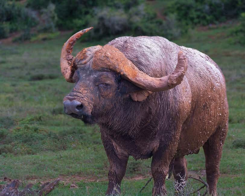 Addo Elephant Full Day Safari / Shore Excursions - Authentic Voices: Insights from Guest Reviews