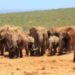 Addo Elephant National Park All Inclusive Full-Day Safari - Practicalities to Consider