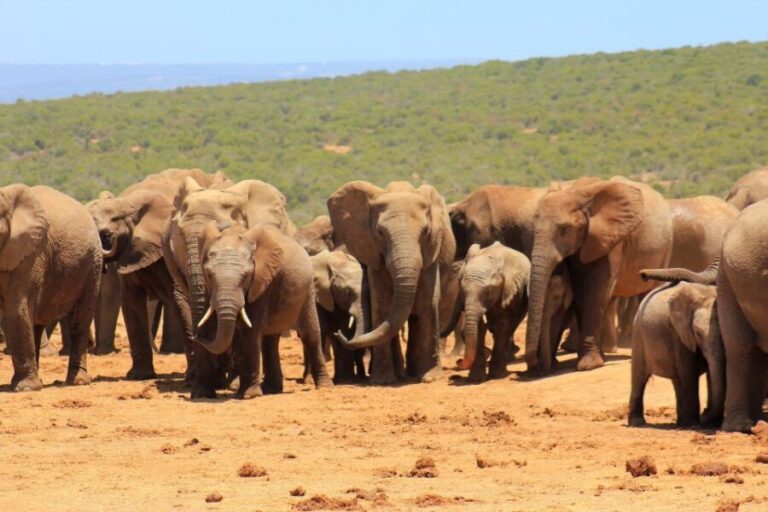 Addo Elephant National Park All Inclusive Full-Day Safari - Practicalities to Consider