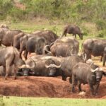 Addo Elephant National Park: Full-Day Safari Tour with Lunch - Why This Safari Works
