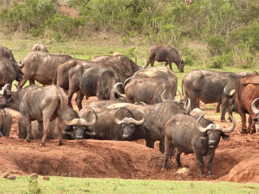 Addo Elephant National Park: Full-Day Safari Tour with Lunch - Why This Safari Works