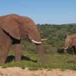Addo Elephant National Park Full Day Safari with Braai Lunch - Small Group Experience & Practical Details