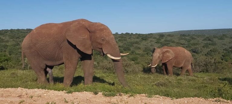 Addo Elephant National Park Full Day Safari with Braai Lunch - Small Group Experience & Practical Details