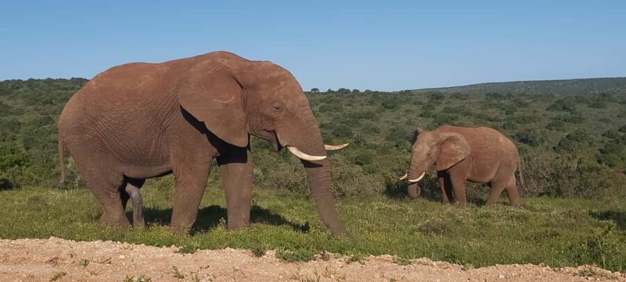 Addo Elephant National Park Full Day Safari with Braai Lunch - Small Group Experience & Practical Details