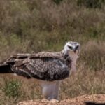 Addo Elephant National Park: Full-Day Safari with Lunch - Final Thoughts: Who Will Love This Safari?