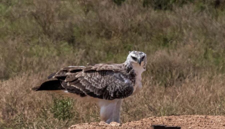 Addo Elephant National Park: Full-Day Safari with Lunch - Final Thoughts: Who Will Love This Safari?