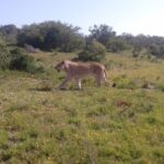 Addo Elephant National Park Game Drive Day Tour With Lunch - Real Experiences from Travelers