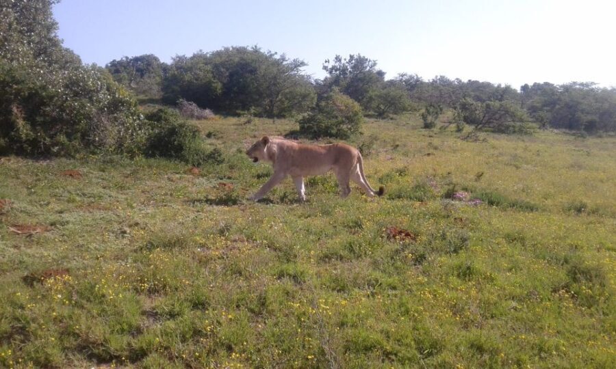 Addo Elephant National Park Game Drive Day Tour With Lunch - Real Experiences from Travelers
