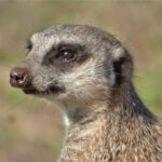 Addo Elephant National Park: Guided Half-Day Safari - Wildlife Viewing and Photography Opportunities