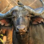 Addo Elephant National Park: Guided Safari Tour - What to Expect from Your Safari Experience