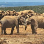 Addo Elephant National Park: Half Day Private Safari - FAQs