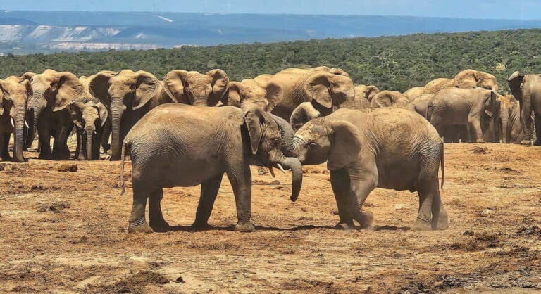 Addo Elephant National Park: Half Day Private Safari - FAQs