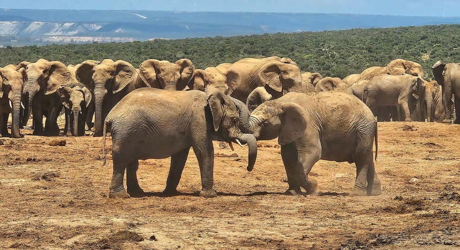 Addo Elephant National Park: Half Day Private Safari - FAQs