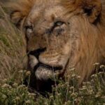 Addo Elephant National Park Half-Day Safari - What to Expect from Your Addo Safari Experience