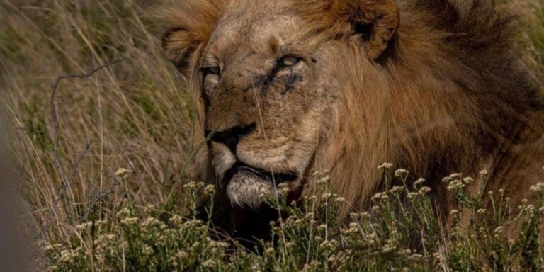 Addo Elephant National Park Half-Day Safari - What to Expect from Your Addo Safari Experience