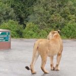 : Addo Elephant National Park Safari Half Day - The Itinerary Breakdown