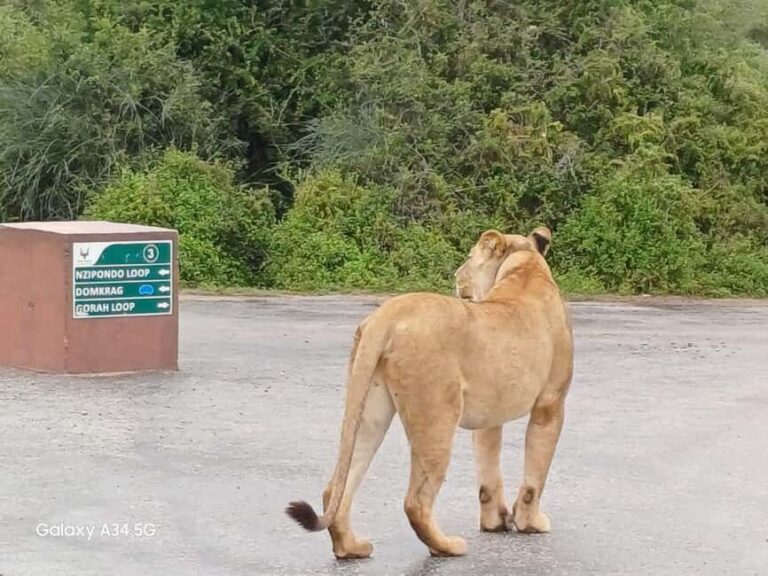 : Addo Elephant National Park Safari Half Day - The Itinerary Breakdown