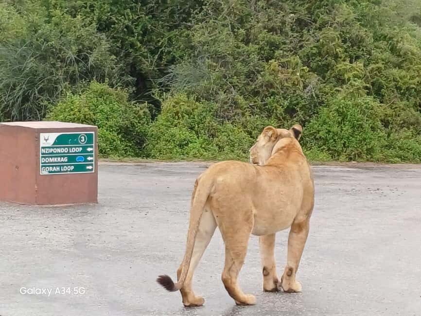 : Addo Elephant National Park Safari Half Day - The Itinerary Breakdown