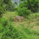 Addo Elephant National Park Tour - Authentic Experiences and Practicality in One Package