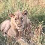 Addo Elephant National Park Tour with Boat Cruise - Exploring the Addo Elephant National Park Tour in Detail