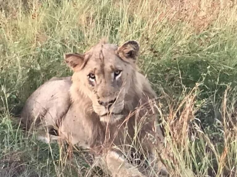 Addo Elephant National Park Tour with Boat Cruise - Exploring the Addo Elephant National Park Tour in Detail