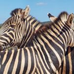 ADDO ELEPHANT PARK - Key Points