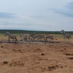 Addo Elephant Park and Kragga Kamma Game Park Combo - Why Choose This Tour?