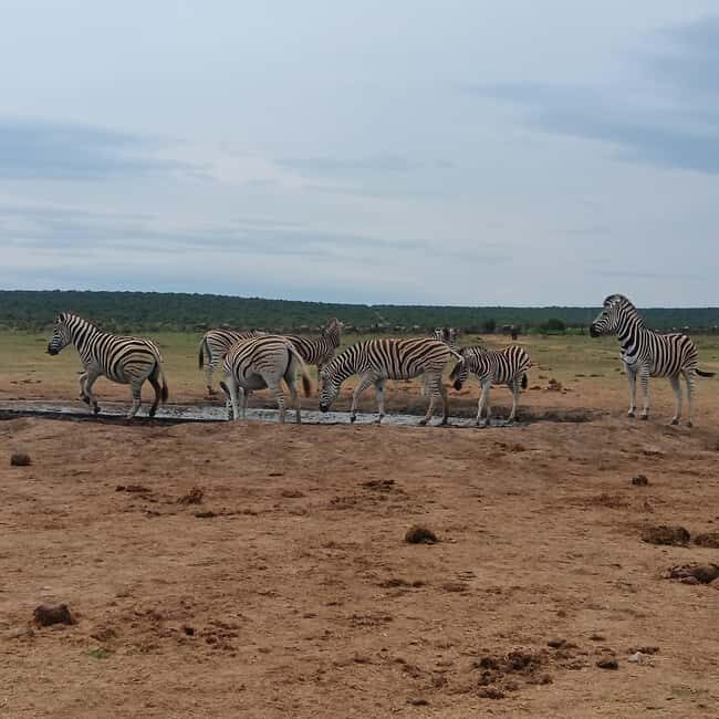 Addo Elephant Park and Kragga Kamma Game Park Combo - Why Choose This Tour?