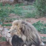 Addo Elephant Park: Big 7 Safari with Guide - Final Thoughts: Who Will Love This Safari?