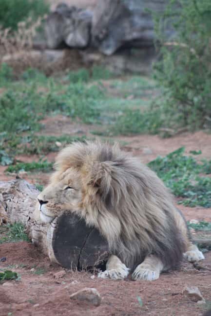 Addo Elephant Park: Big 7 Safari with Guide - Final Thoughts: Who Will Love This Safari?