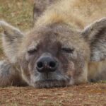 Addo elephant park (fullday-game drive)-with braai Lunch BBQ - Why This Tour Is Worth Considering