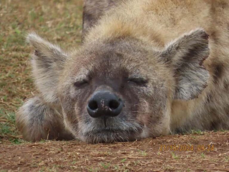 Addo elephant park (fullday-game drive)-with braai Lunch BBQ - Why This Tour Is Worth Considering