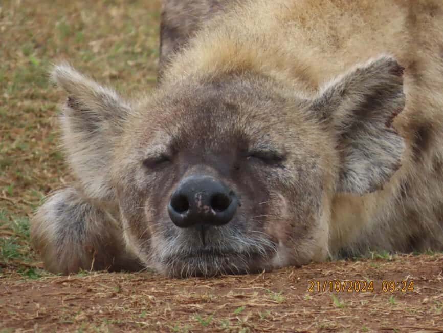 Addo elephant park (fullday-game drive)-with braai Lunch BBQ - Why This Tour Is Worth Considering