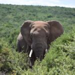 Addo Elephant Park: Safari from Port Elizabeth - What to Expect During Your Safari