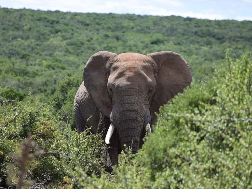 Addo Elephant Park: Safari from Port Elizabeth - What to Expect During Your Safari