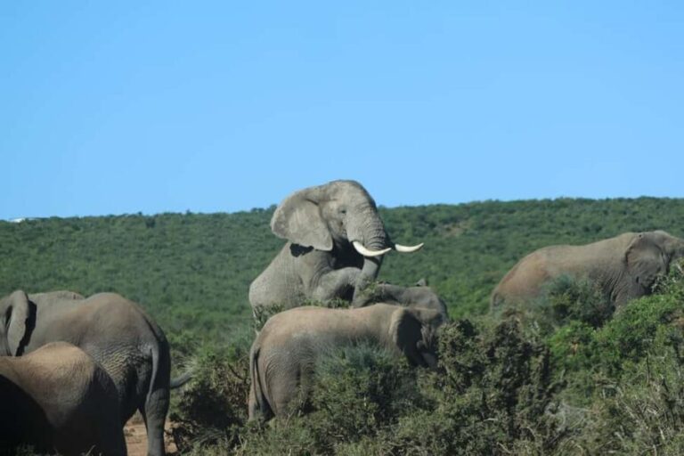 Addo Elephant Park Tours. Full Day - What to Expect from the Tour