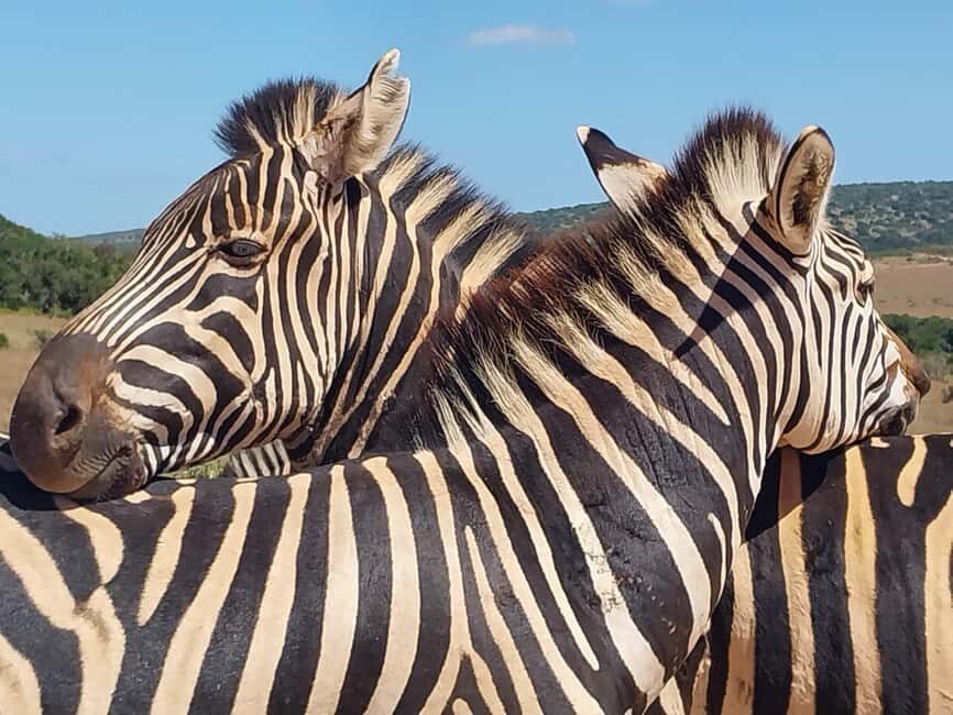 ADDO ELEPHANT PARK - Key Points