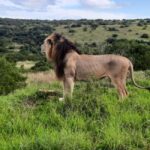 Addo Elephant Park:Safari Tour meet Big 5 to be satisfied - Value and Booking