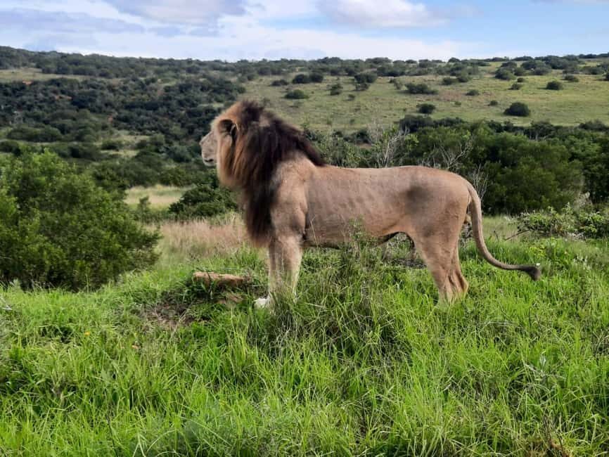 Addo Elephant Park:Safari Tour meet Big 5 to be satisfied - Value and Booking