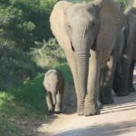 Addo: Elephant Walking Safari Experience - The Journey to Zuurberg Valley