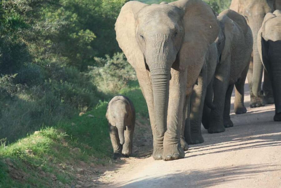 Addo: Elephant Walking Safari Experience - The Journey to Zuurberg Valley